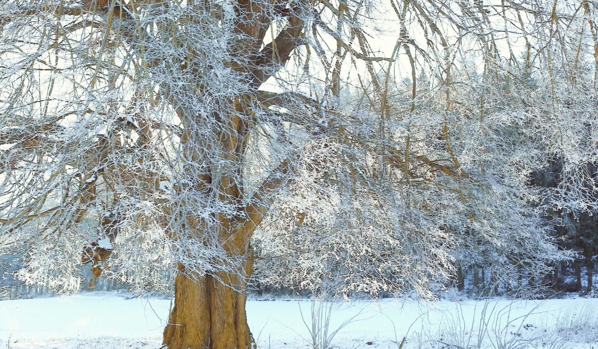 Adventsgeschichte: Die Weihnachtslinde
